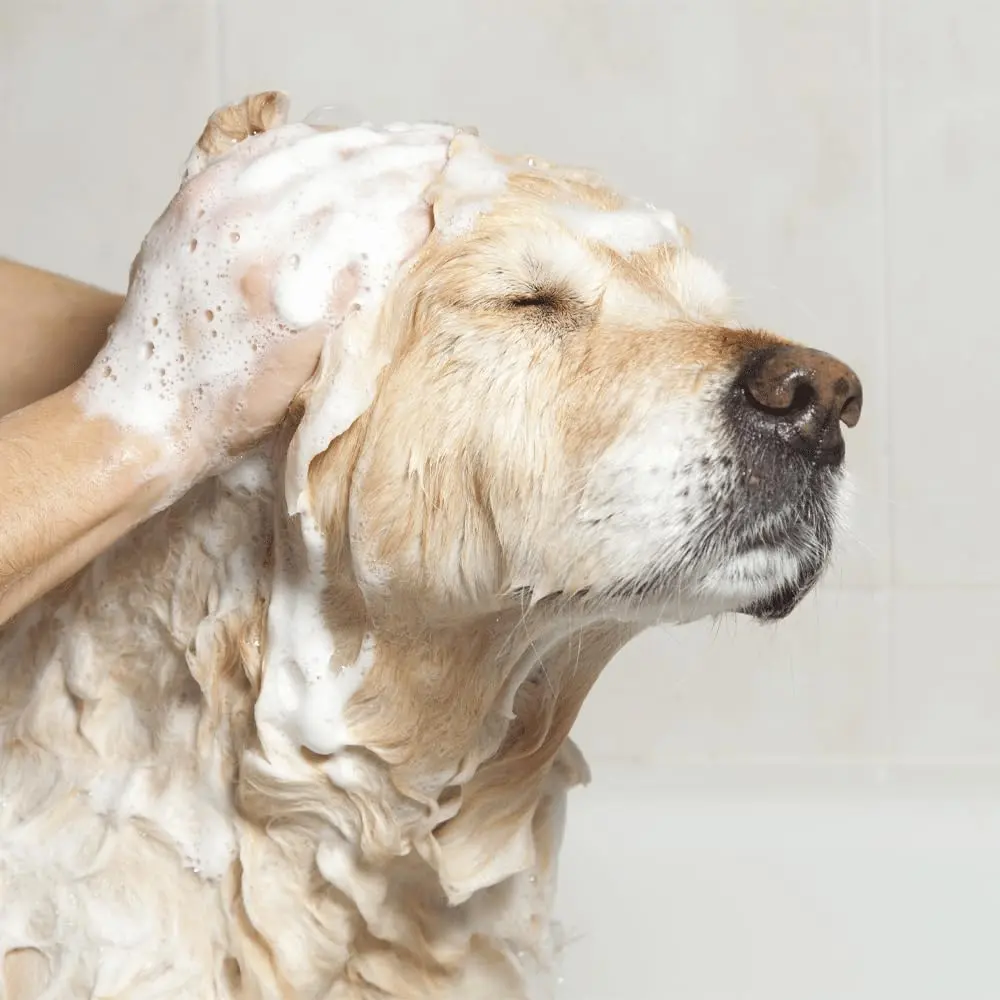 EfaLyt Pet Shampoo and Cream Rinse Set, Hypoallergenic Formula with Essential Fatty Acids, 12 fl oz (Cream Rinse) | Natural Moisturizing for Pets - view 3