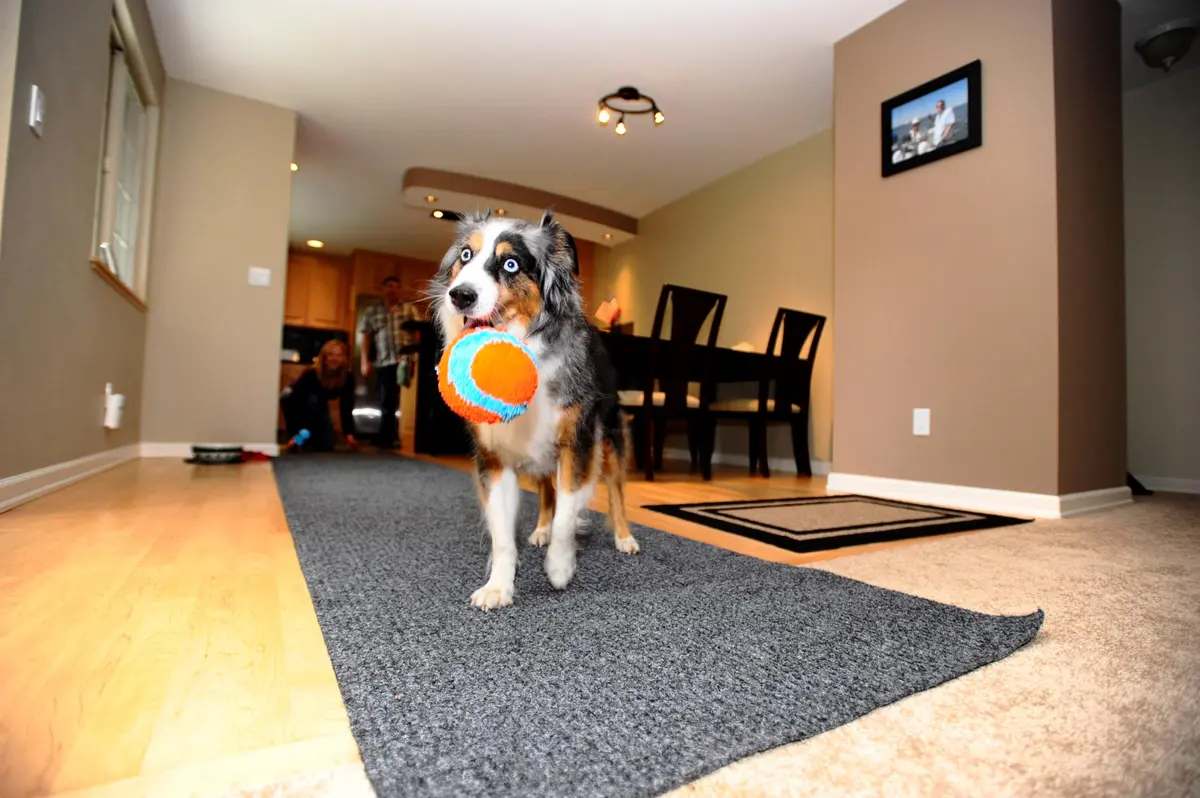 Chuckit! Indoor Fetch Ball Dog Toy, 4.75in, Orange & Blue | Gentle on Mouth, Long-Lasting Indoor Play - view 5