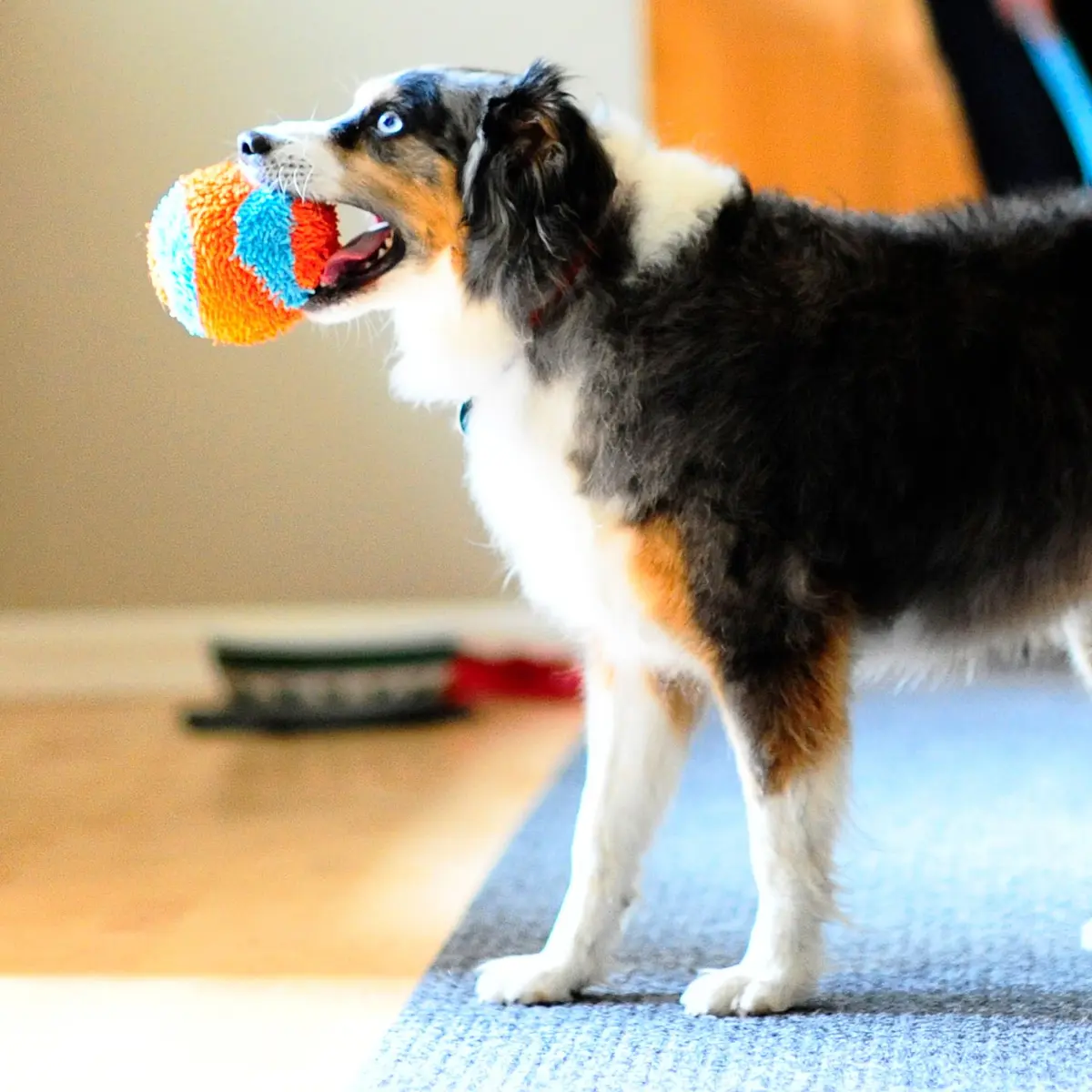 Chuckit! Indoor Fetch Ball Dog Toy, 4.75in, Orange & Blue | Gentle on Mouth, Long-Lasting Indoor Play - view 6