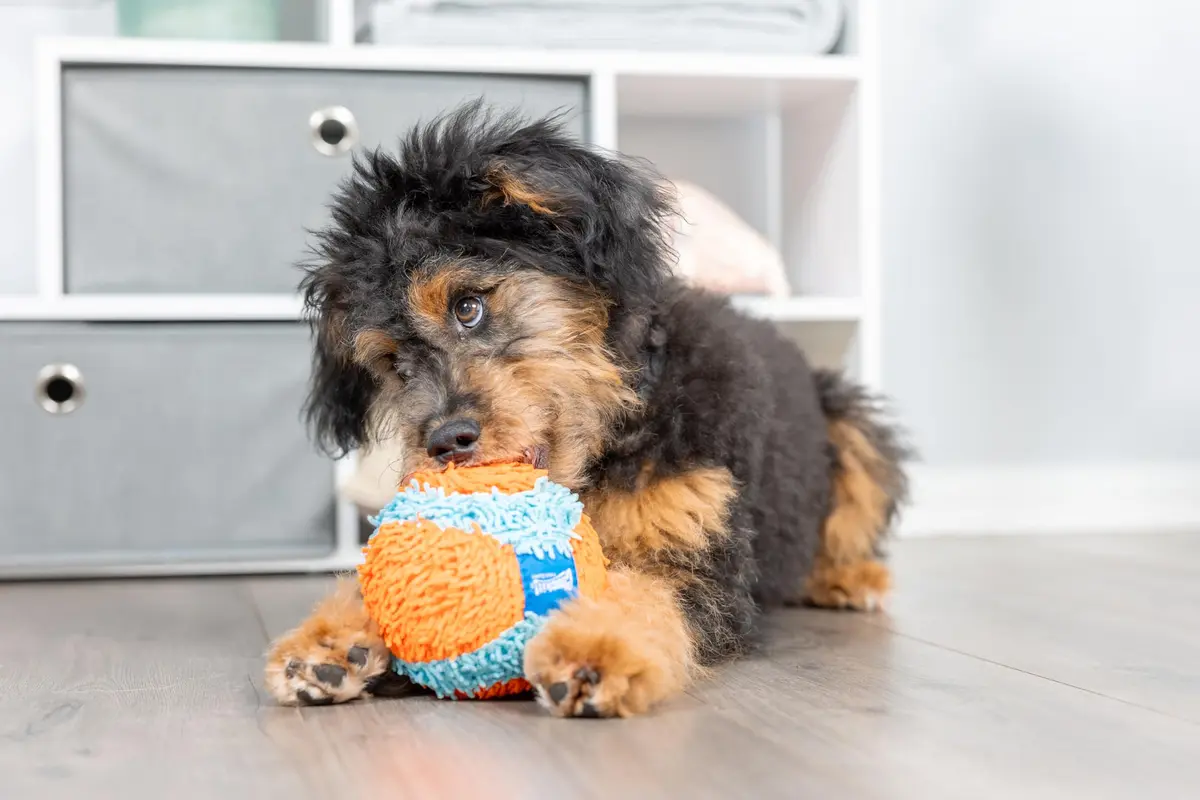 Chuckit! Indoor Fetch Ball Dog Toy, 4.75in, Orange & Blue | Gentle on Mouth, Long-Lasting Indoor Play - view 2