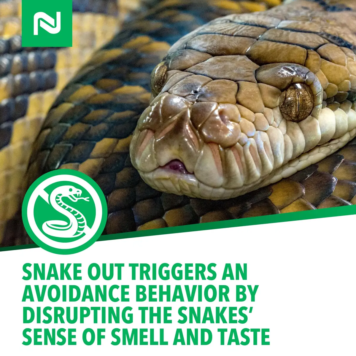 Nisus Snake Out Snake Repellent, Biodegradable, 4 lbs | Natural cinnamon & clove oils repel snakes - view 5