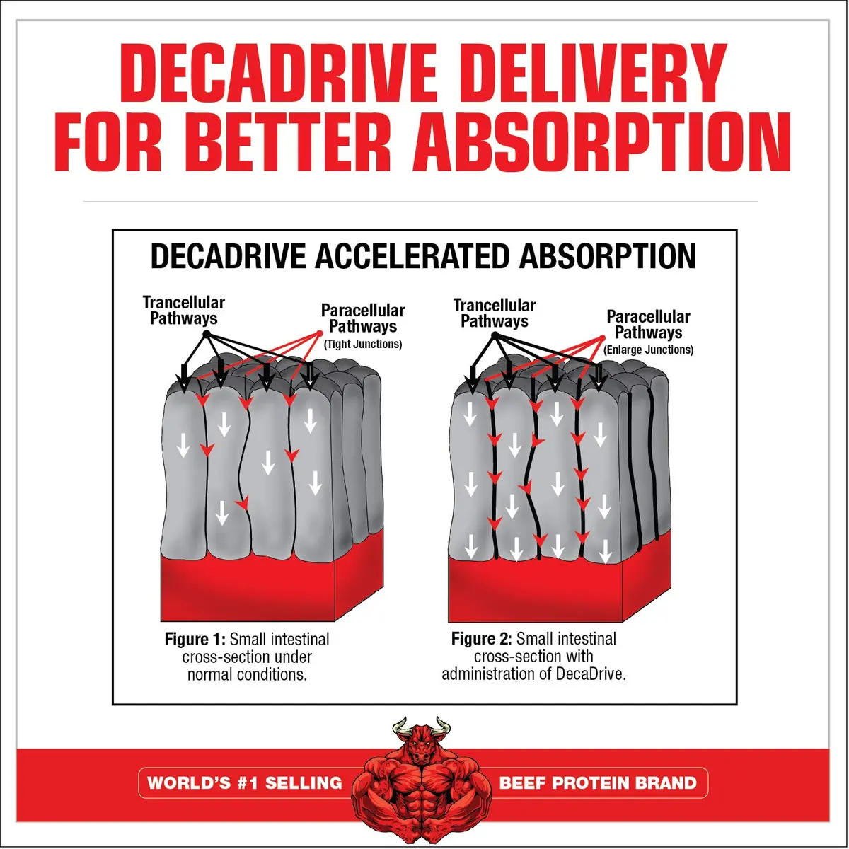 MuscleMeds Amino Decanate Watermelon 13.3 Oz | Full Spectrum Muscle Building Amino Acid Complex - view 3