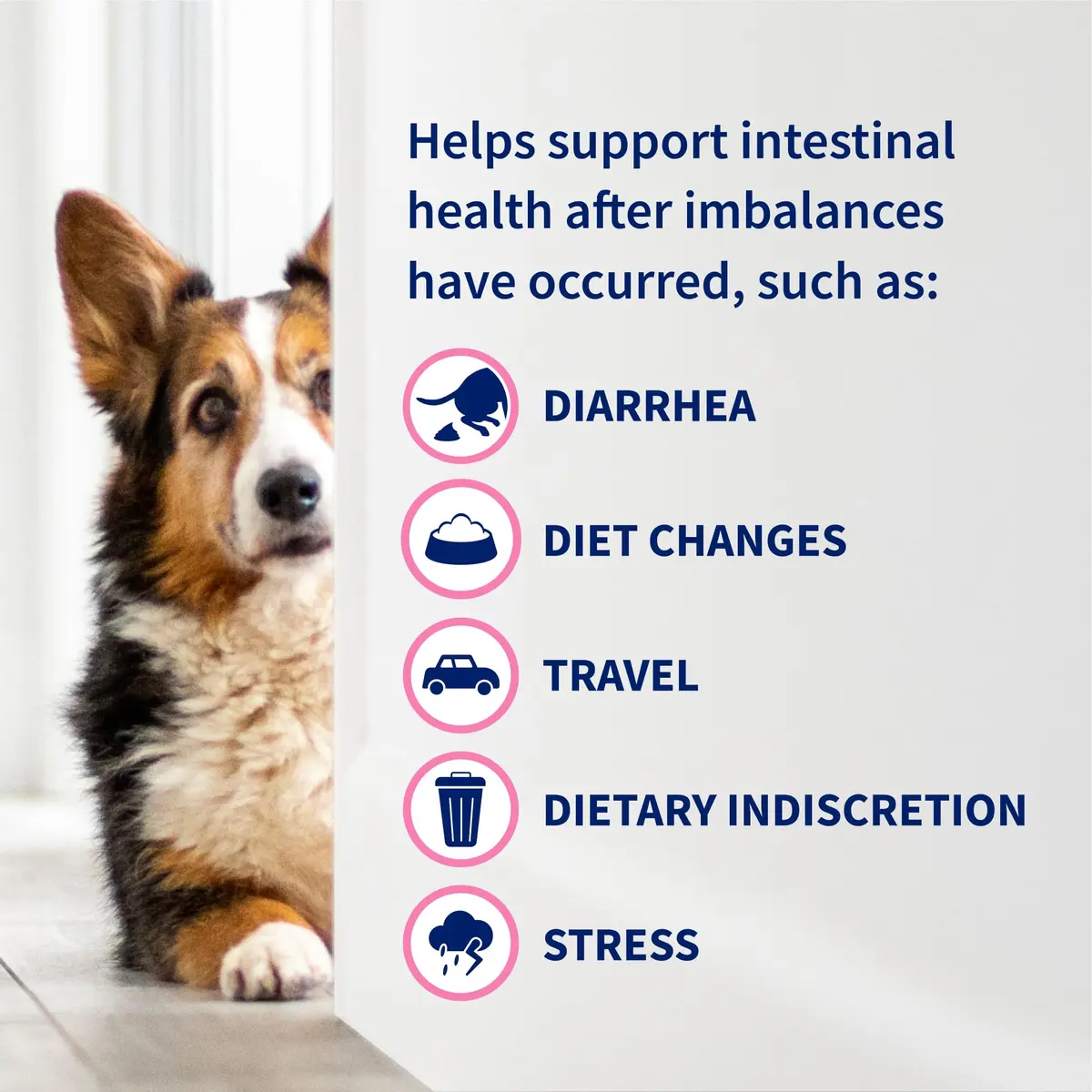 Nutramax Proviable Probiotics for Dogs & Cats Sprinkle Capsules 30 Count | Multi-Strain Gut Health Support - view 8