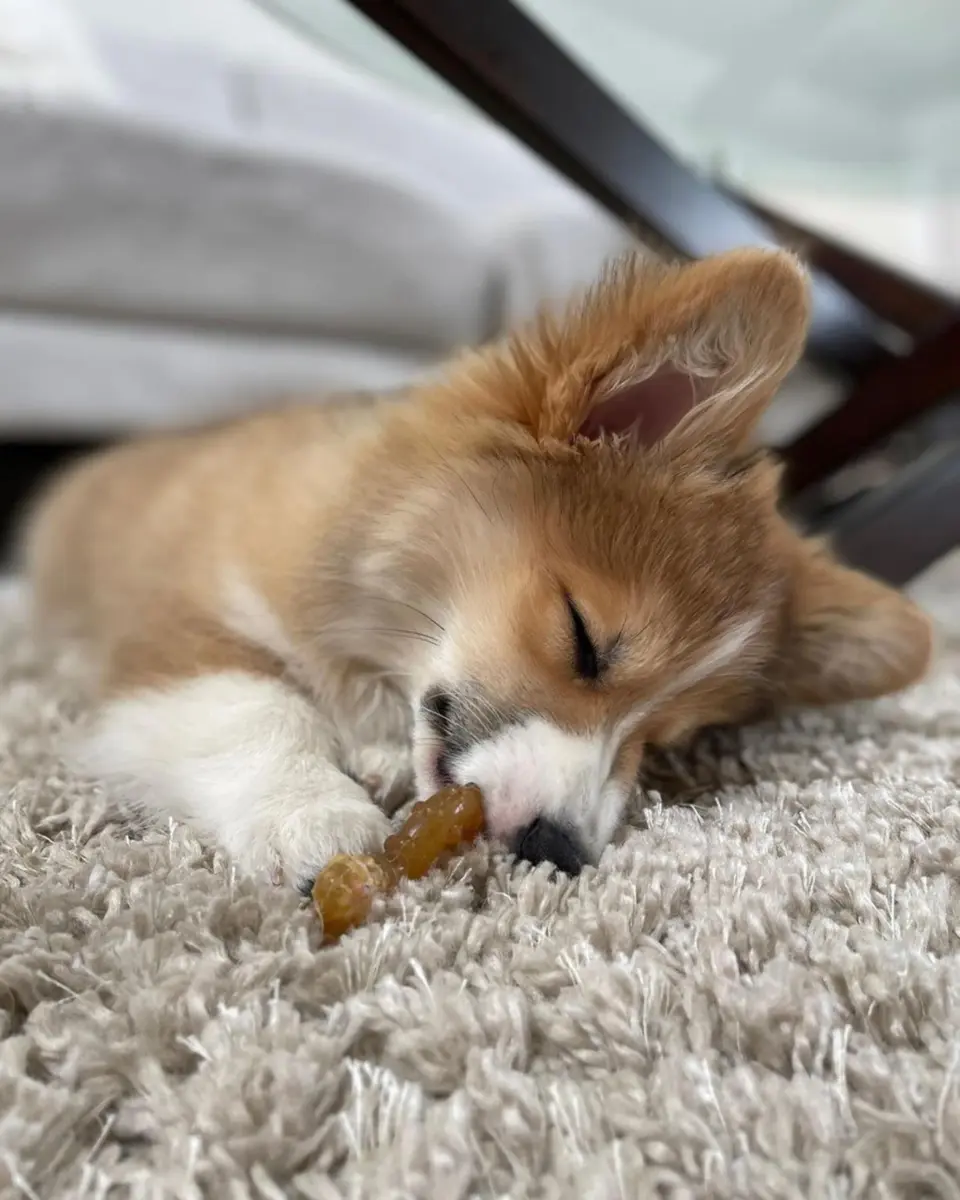 Nylabone Puppy Chew Teething Ring Bone Dog Toy, Chicken Flavor, X-Small (1.75 in Height x 3.75 in Length x 0.5 in Width) - view 8