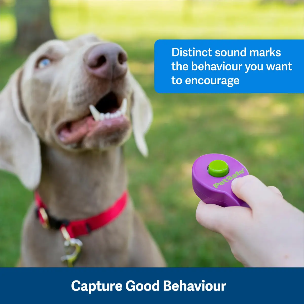 PetSafe Clik-R Dog Training Clicker, Purple | Ergonomic & Comfortable for All Ages - view 5