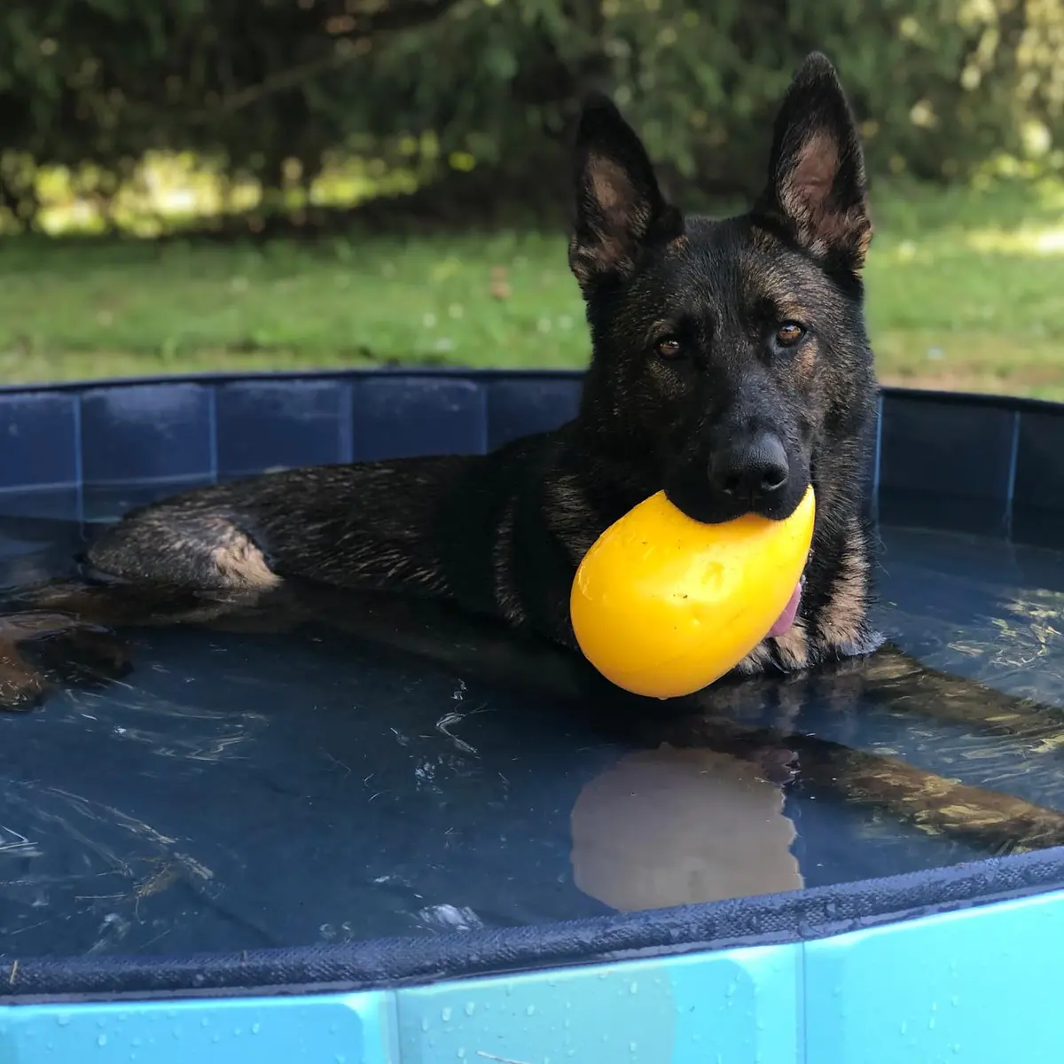 Jolly Pets Jolly Egg Herding Dog Toy, 8-inch (20.3 cm) Yellow | Unpredictable Chase & Float Fun - view 8