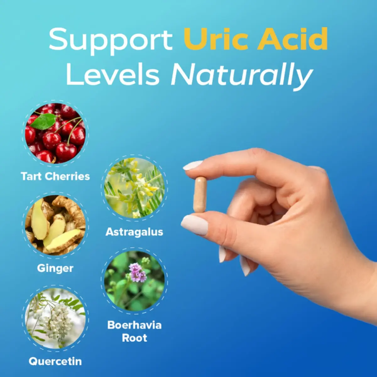 Redd Remedies Gouch! | Supports Healthy Uric Acid Levels | 60 Capsules (Cherry) | Kidney & Joint Support - view 3