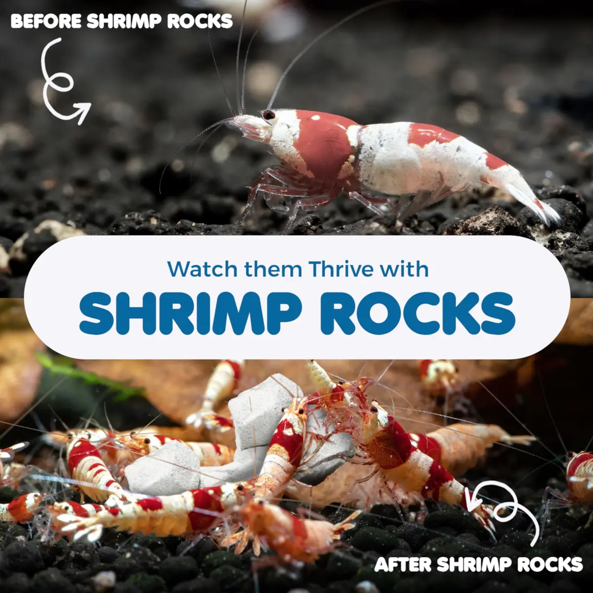SunGrow Shrimp Rocks - Calcium & Magnesium for Crustaceans, 60g (2 oz) | Enhances Color & Shell Health - view 4