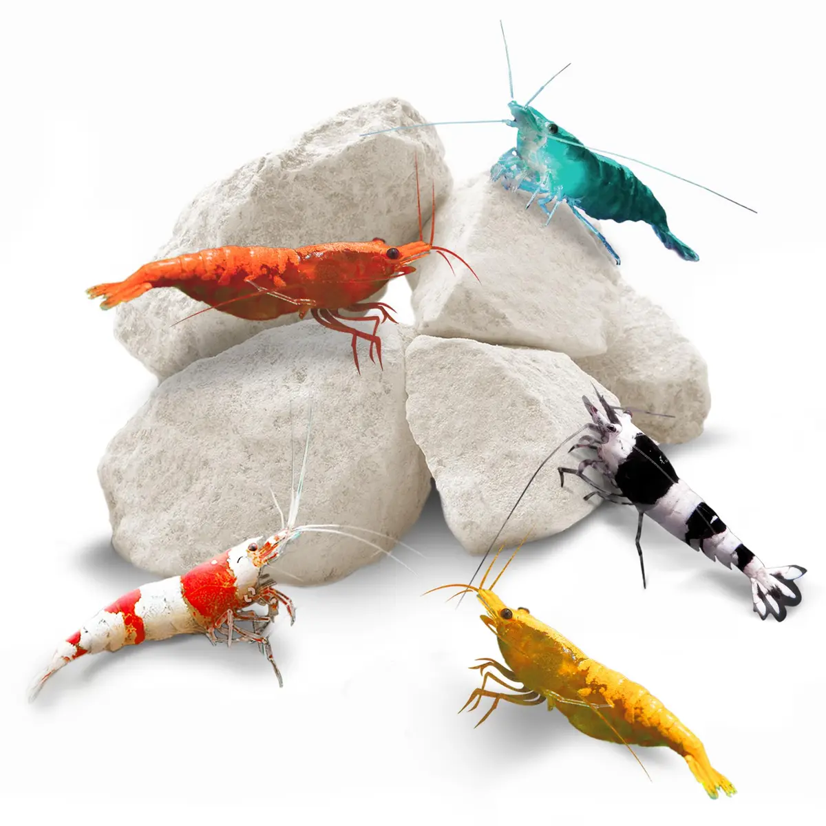 SunGrow Shrimp Rocks - Calcium & Magnesium for Crustaceans, 60g (2 oz) | Enhances Color & Shell Health - main product image