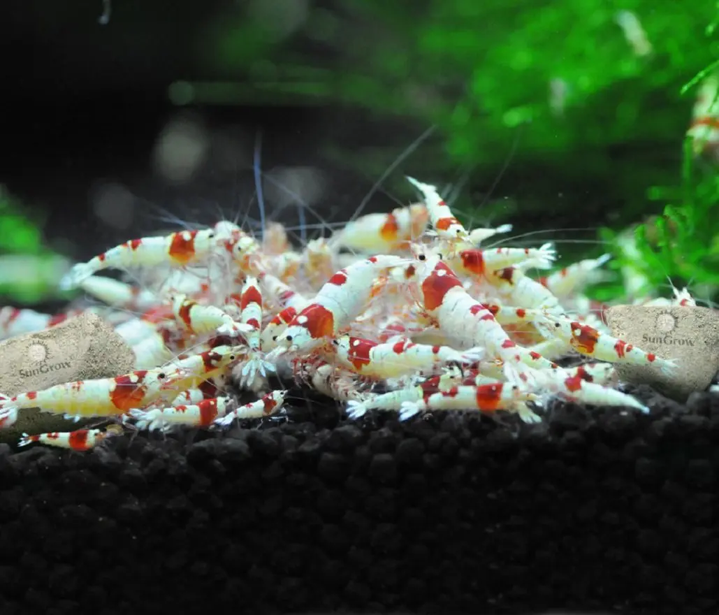 SunGrow Shrimp Rocks - Calcium & Magnesium for Crustaceans, 60g (2 oz) | Enhances Color & Shell Health - view 7