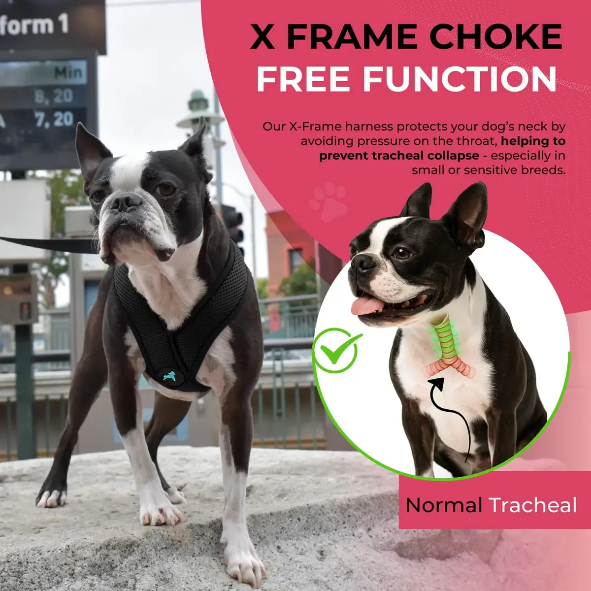 Gooby Comfort X Head-in Dog Harness, Choke-Free, Black, Medium (14.25-18.75" Chest) | Patented X Frame for Reduced Neck Stress - view 6