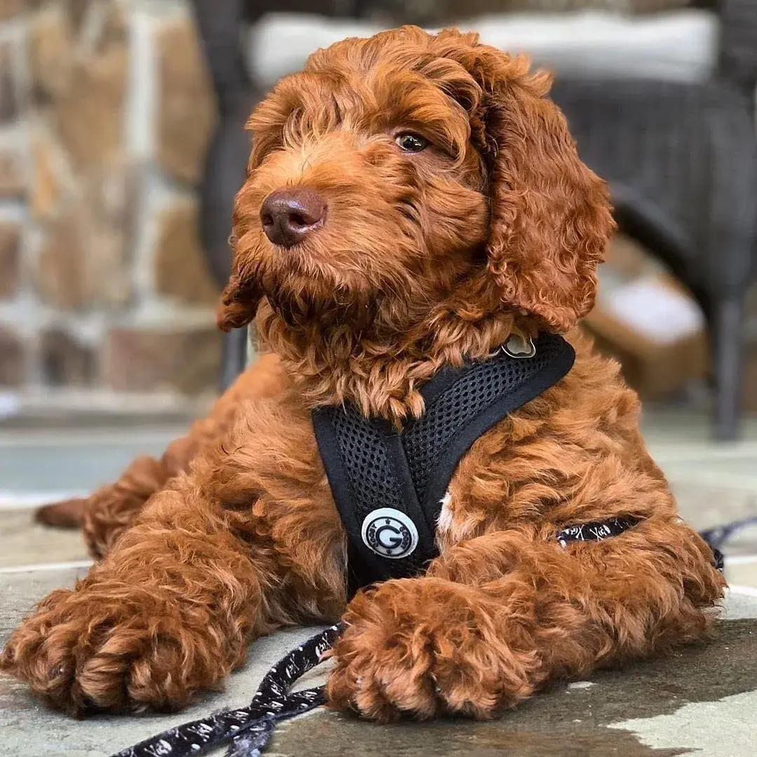 Gooby Comfort X Head-in Dog Harness, Choke-Free, Black, Medium (14.25-18.75" Chest) | Patented X Frame for Reduced Neck Stress - view 2