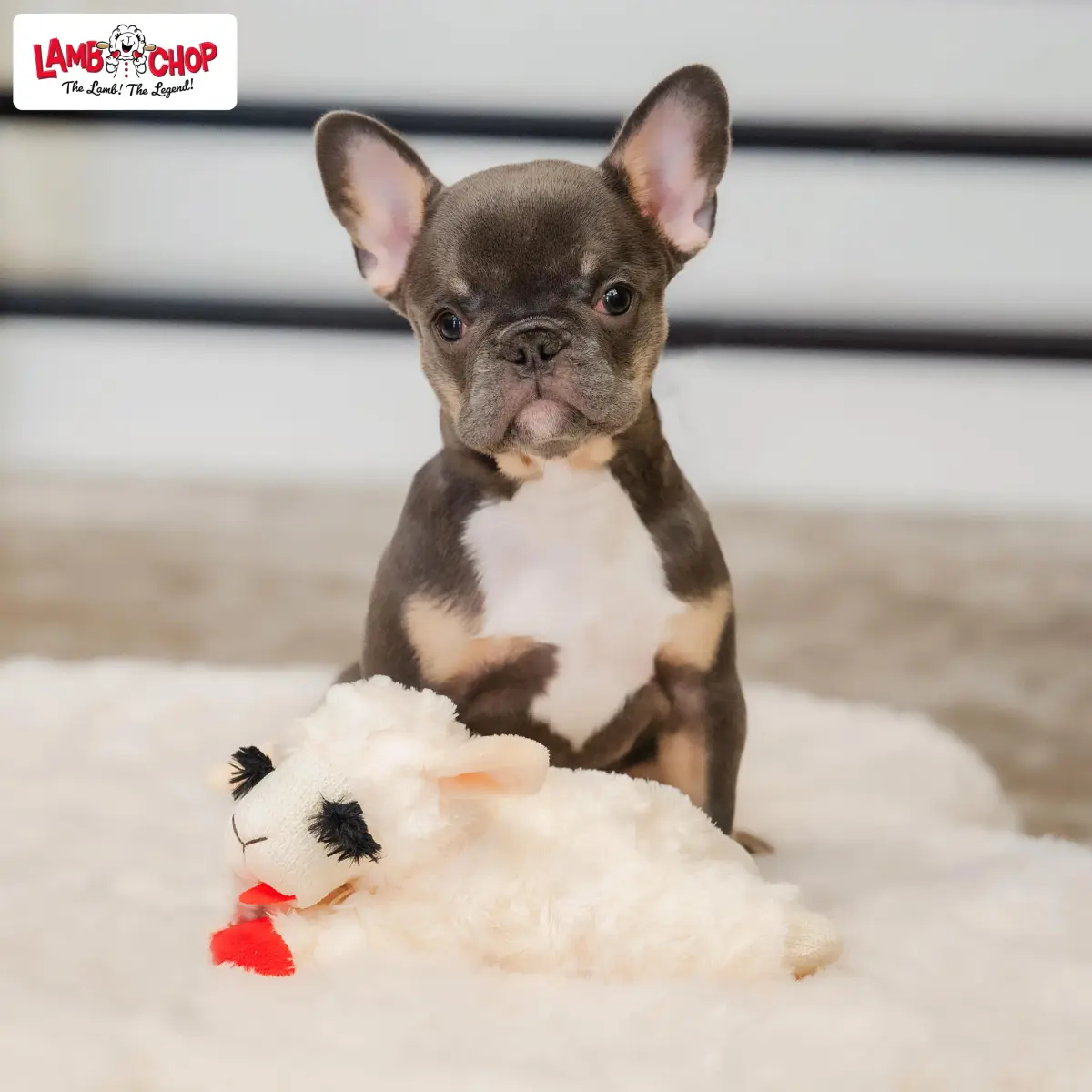 Multipet Lamb Chop Dog Plush Toy 15.24 cm (6") | Squeaky Soft Animal for All Dogs - view 7