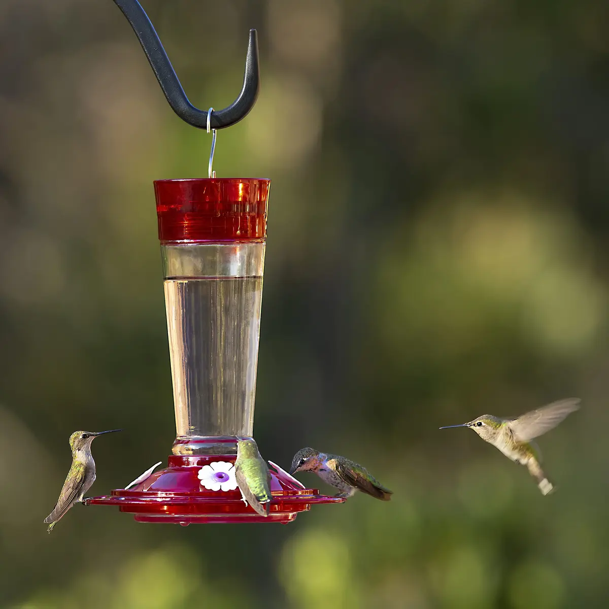 More Birds Ruby Hummingbird Feeder 295ml (10 Ounce) | Attracts More Birds with 4 Feeding Stations - view 6