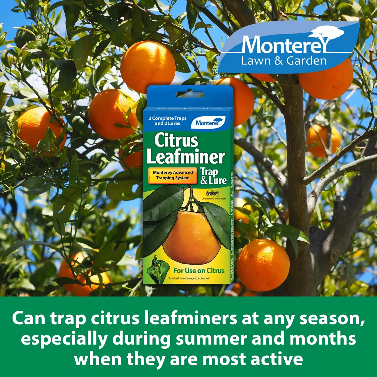 Monterey LG8920 Citrus Leafminer Trap and Lure | Organic Monitoring System for Citrus Trees - view 4