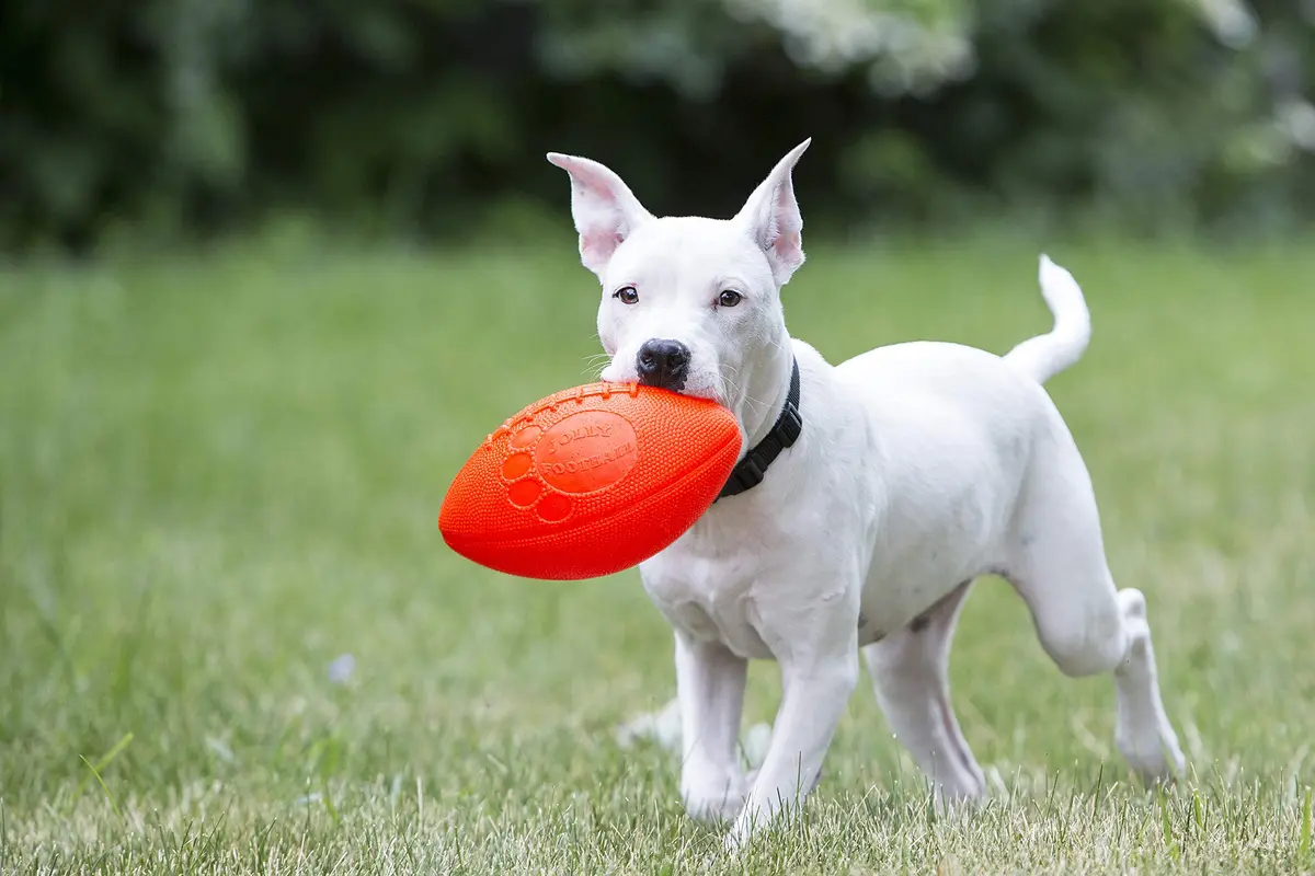 Jolly Pets Jolly Football Dog Toy, 8 in, Orange, Floats | Durable Rubber Fetch Ball for Water Play - view 2