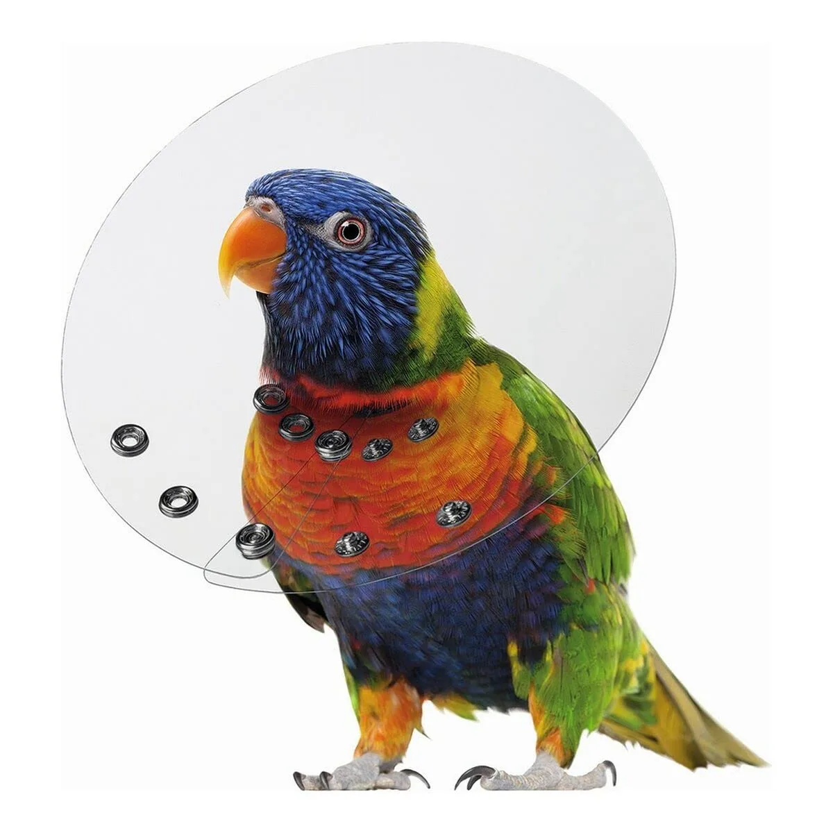 Pet Supplies