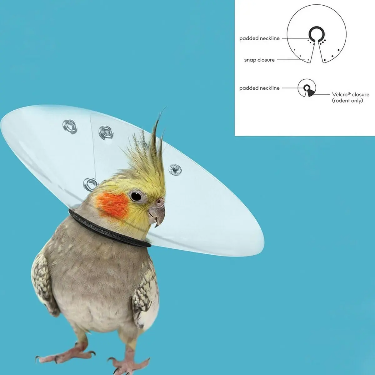 KONG Bird E-Collar 2-2.75/6" | Feather Picking & Scratching Relief - view 2