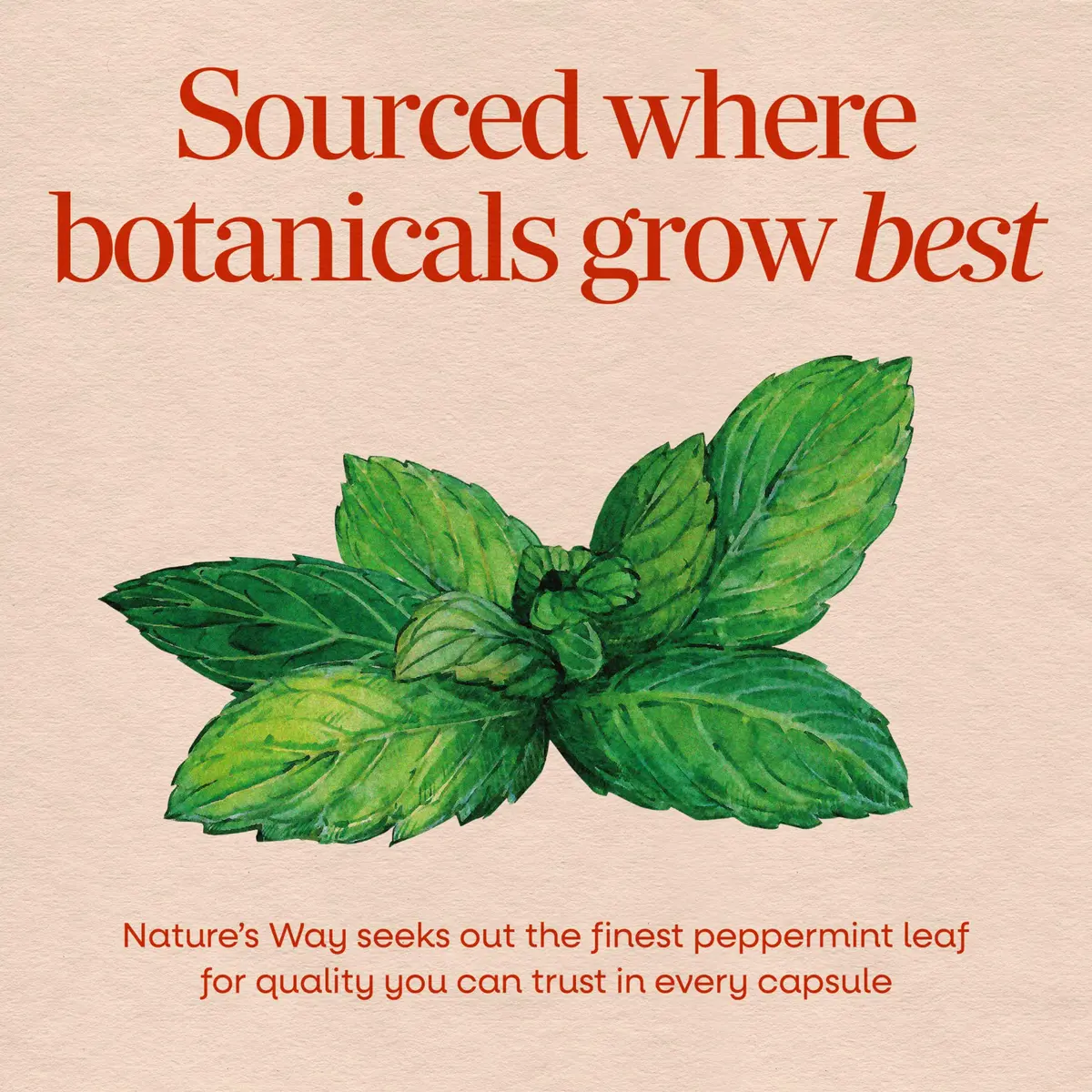 Nature's Way Peppermint Leaf Capsules, 700 mg | Traditional Digestive Support (110 chars) - view 3