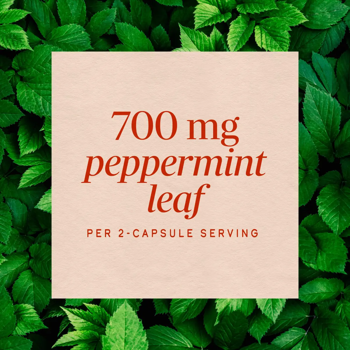 Nature's Way Peppermint Leaf Capsules, 700 mg | Traditional Digestive Support (110 chars) - view 4