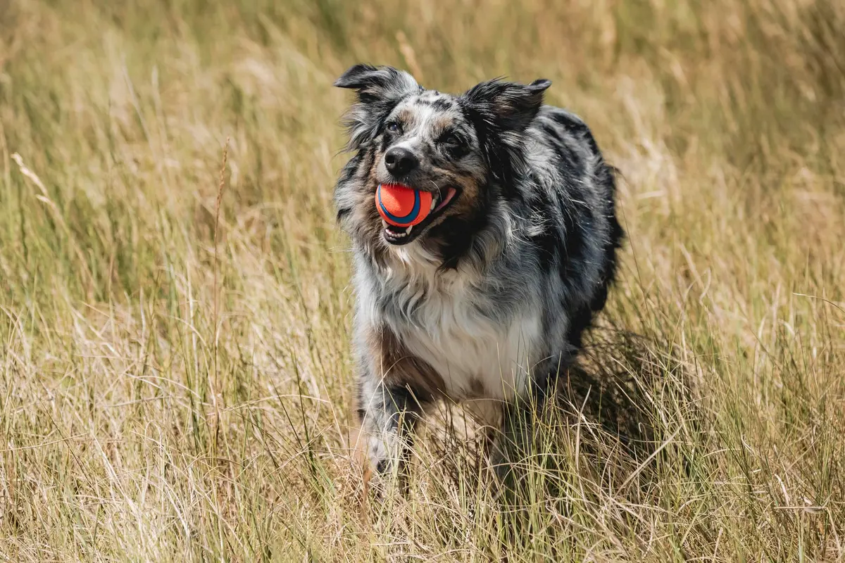 Chuckit! Ultra Ball Dog Toy Medium 2.5in (6.4cm) for Breeds 20-60lbs | High Bounce Fetch Ball - view 2