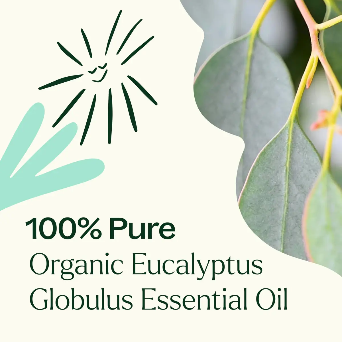 Plant Therapy Organic Eucalyptus Globulus Essential Oil 10 mL | Supports Clear Breathing & Blood Circulation - view 5
