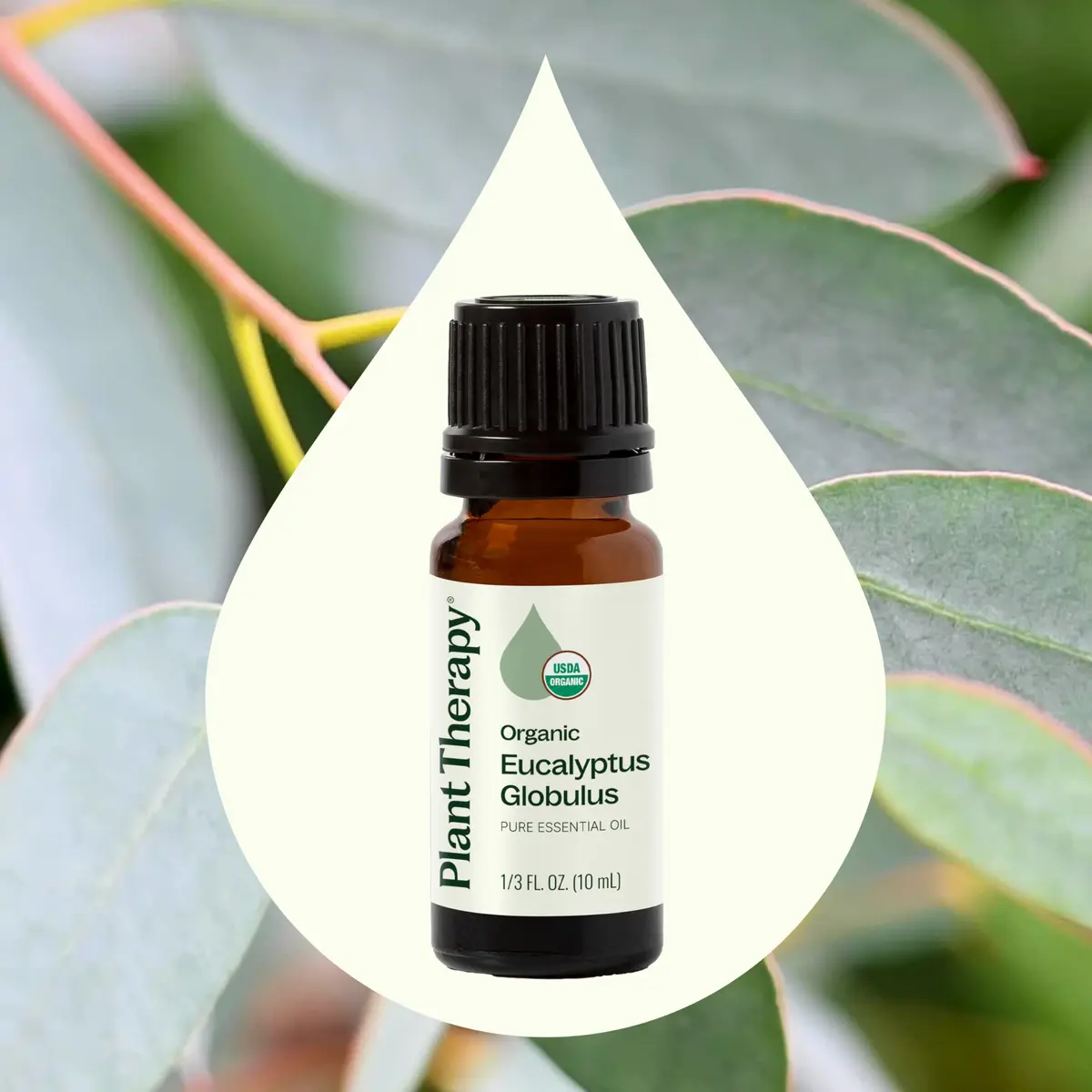 Plant Therapy Organic Eucalyptus Globulus Essential Oil 10 mL | Supports Clear Breathing & Blood Circulation - view 3