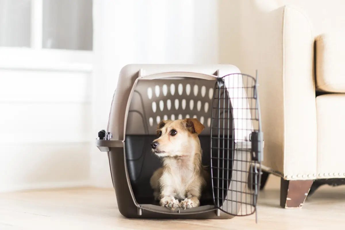 Petmate Dog Crate for Small Dogs & Cats 24in | Airline Approved, Easy to Clean, Durable Plastic - view 6