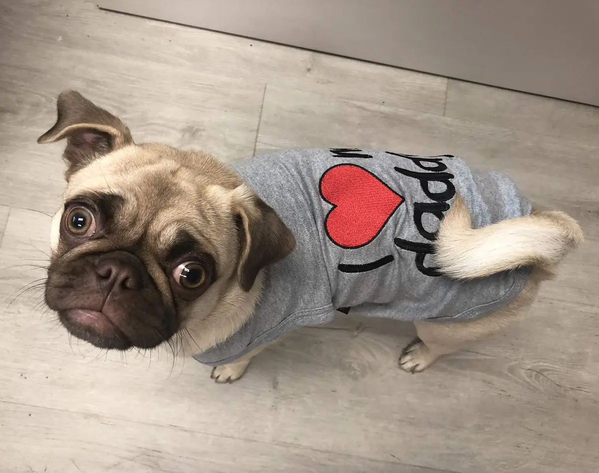 Parisian Pet Dog Shirt - 100% Cotton Sleeveless Small Dog Clothes - Light & Breathable Puppy Apparel - I Love My Daddy T Shirt - view 3