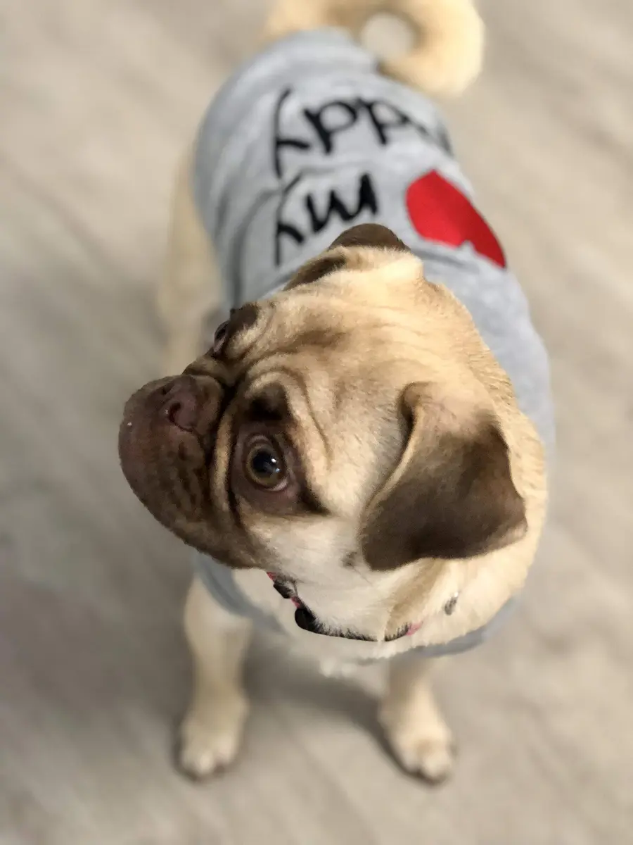 Parisian Pet Dog Shirt - 100% Cotton Sleeveless Small Dog Clothes | Breathable & Lightweight - view 4
