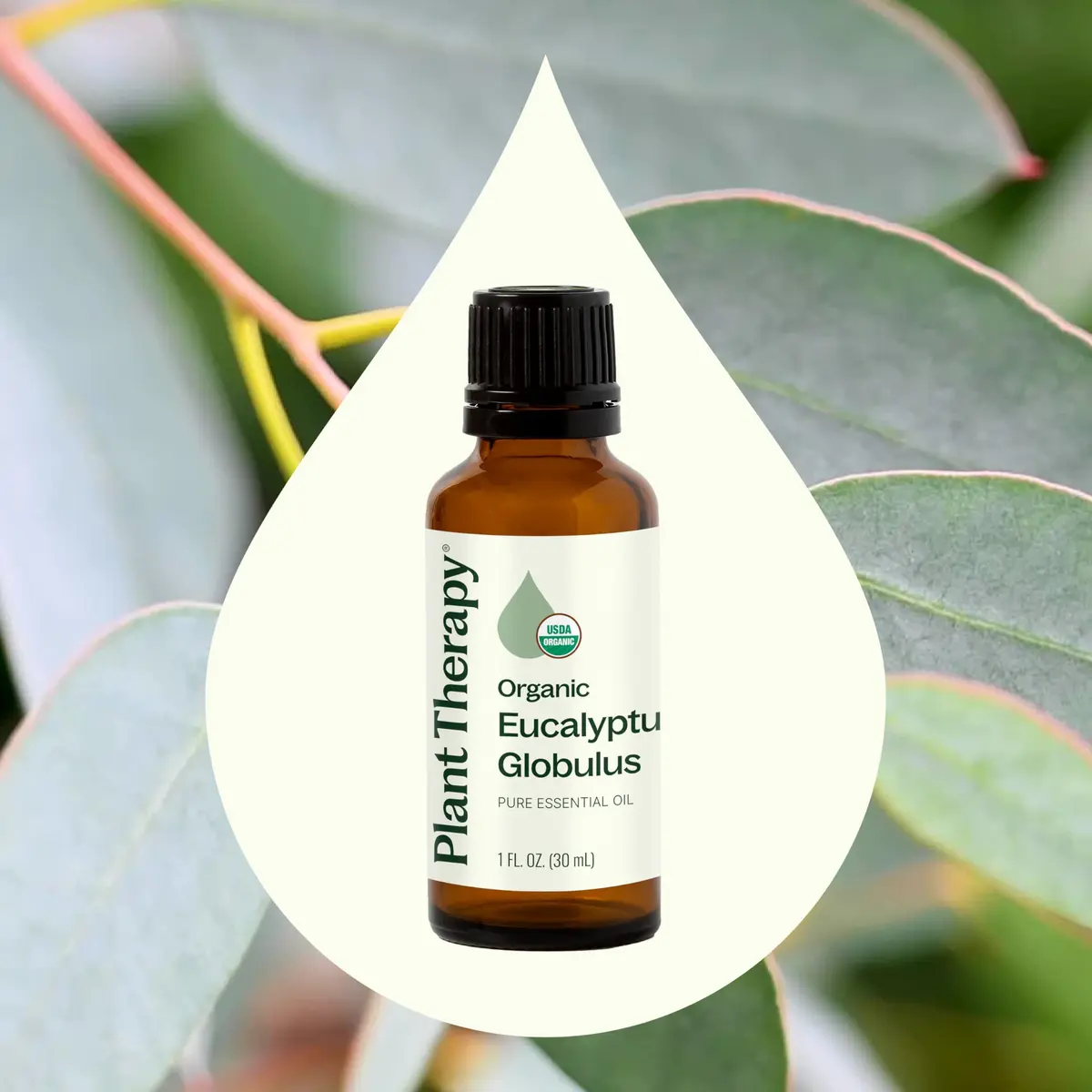 Plant Therapy Organic Eucalyptus Globulus Essential Oil 30 mL | Respiratory & Focus Support - view 3