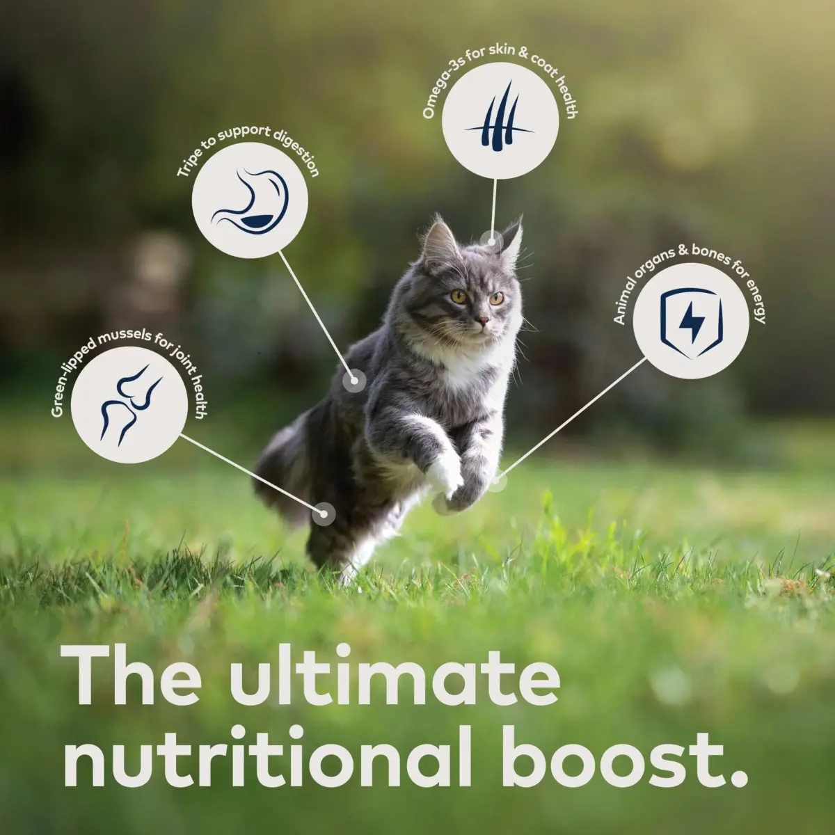 ZIWI Peak Air-Dried Lamb Cat Food 397g (14oz) | High Protein, Grain-Free, Ethically Sourced - view 5