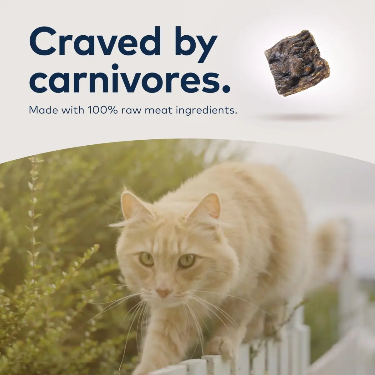 ZIWI Peak Air-Dried Lamb Cat Food 397g (14oz) | High Protein, Grain-Free, Ethically Sourced - view 7