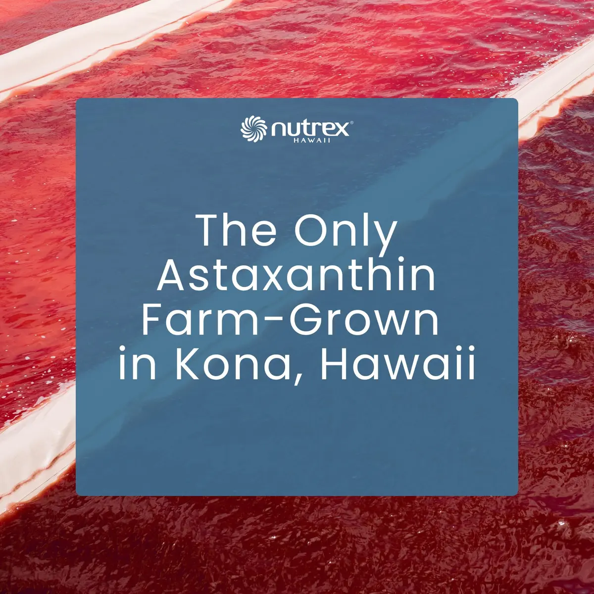 Nutrex Hawaii BioAstin Hawaiian Astaxanthin 12mg | Natural Antioxidant for Eye, Skin & Immune Support - view 8