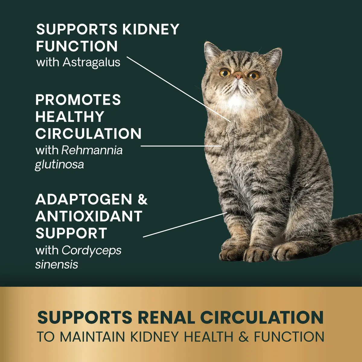 VetriScience Kidney Health Chews for Cats, 120 Count | Supports Kidney Function & Hydration - view 5
