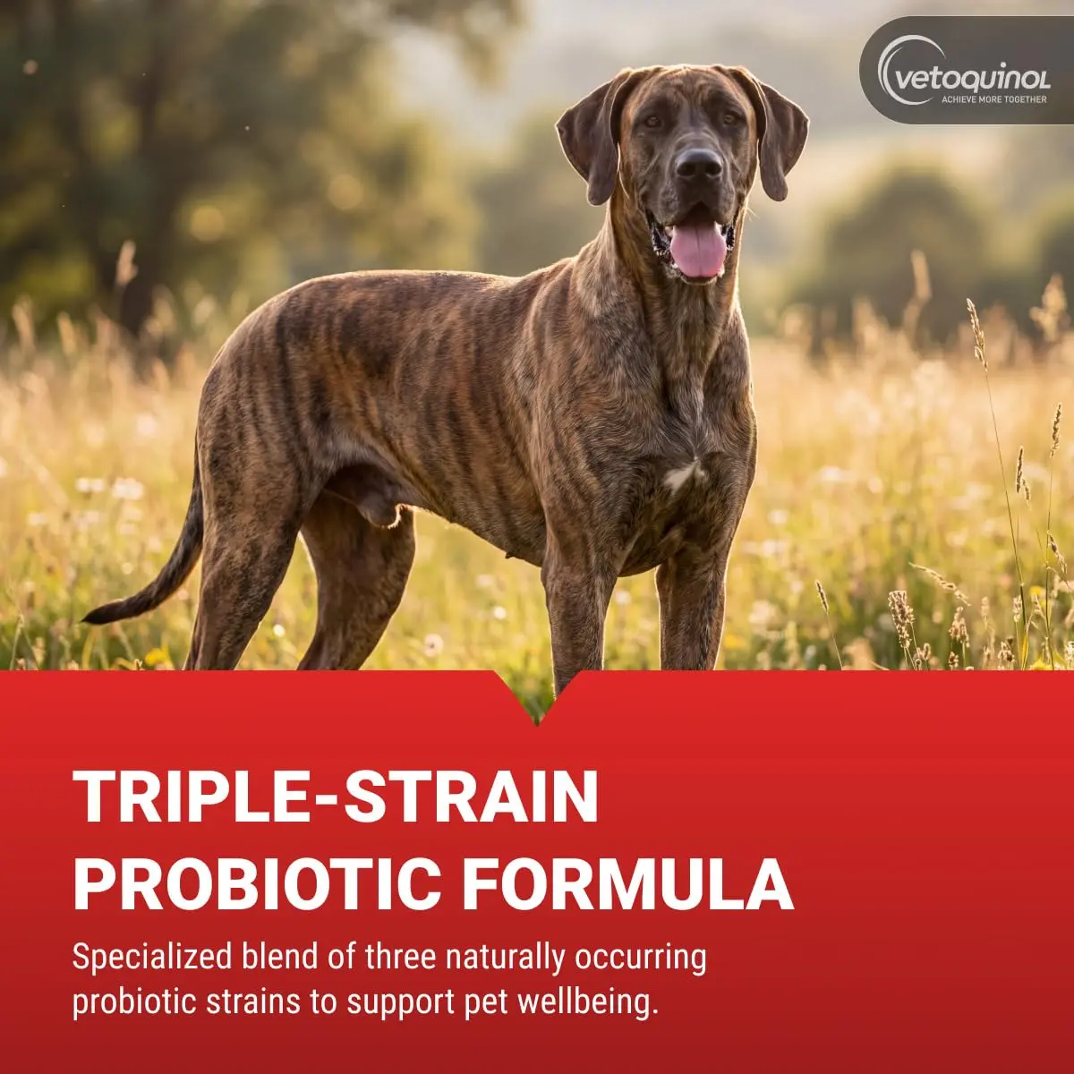 Vetoquinol Azodyl Probiotic Supplement 90 Count Capsules | Essential Kidney Support for Dogs & Cats - view 5