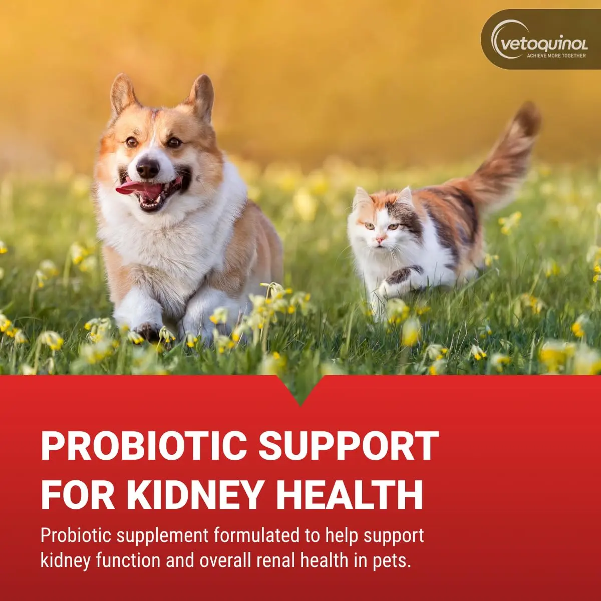 Vetoquinol Azodyl Probiotic Supplement 90 Count Capsules | Essential Kidney Support for Dogs & Cats - view 3