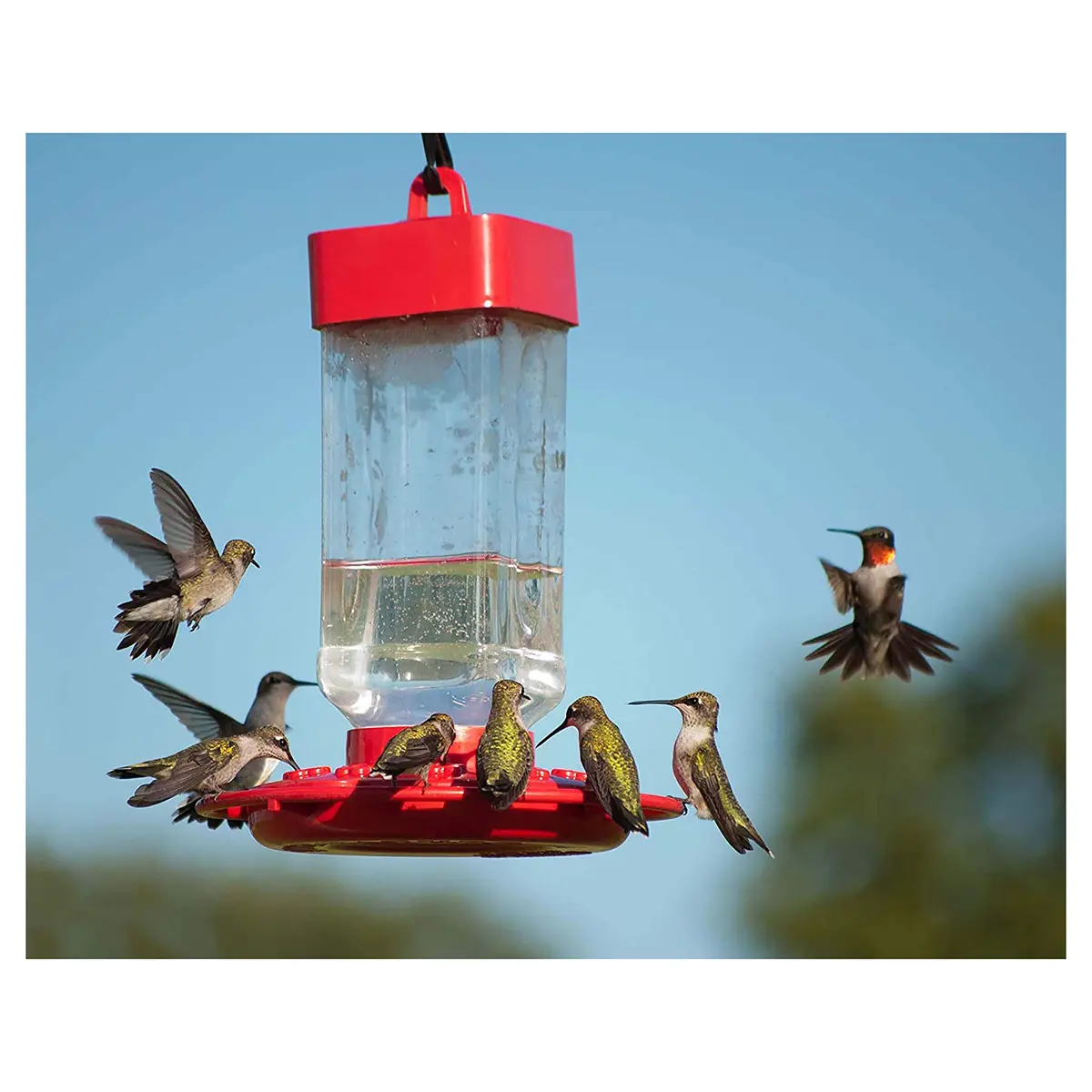 Kaytee Hummingbird ElectroNectar 64 oz | Hydrating Wild Bird Food with Electrolytes - view 6