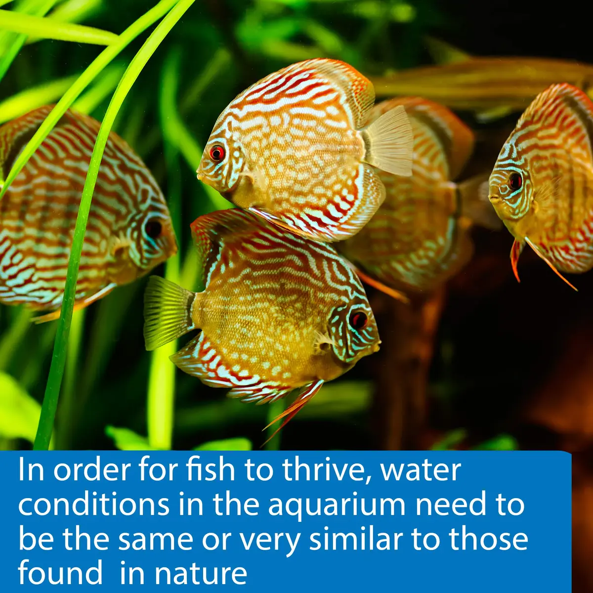 API 5-IN-1 TEST STRIPS for Aquarium Water | Accurate Freshwater & Saltwater Testing - view 5