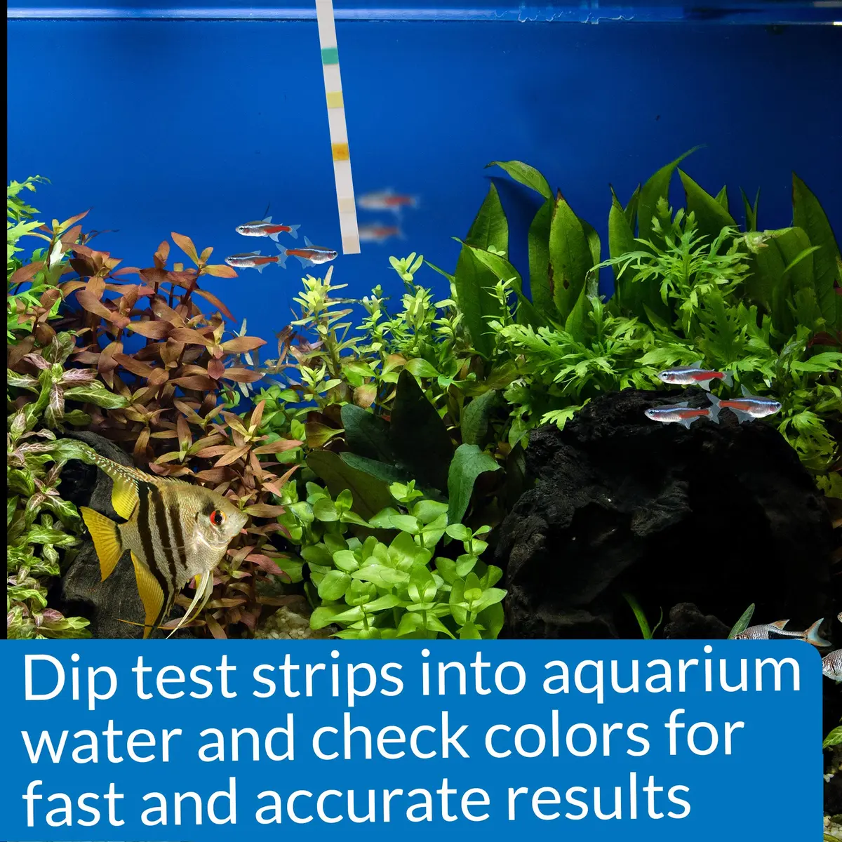 API 5-IN-1 TEST STRIPS for Aquarium Water | Accurate Freshwater & Saltwater Testing - view 6