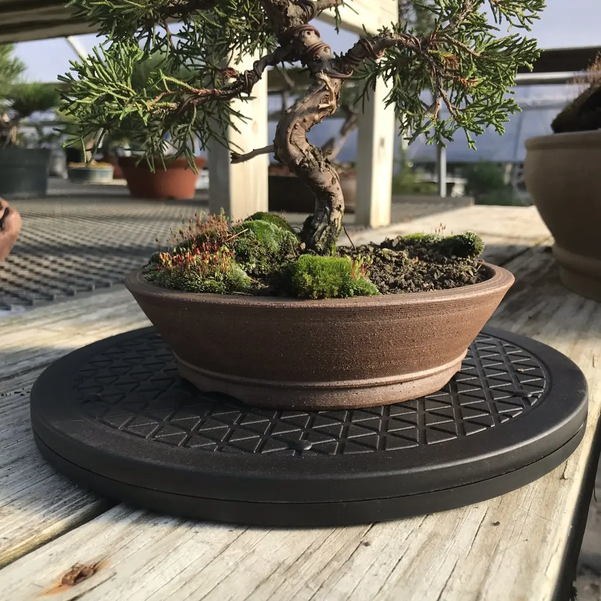 Mighty Mini Bonsai Tree Turntable 12.5 inch (31.75 cm) Base | Smooth 360-Degree Rotation for Easy Pruning & Display - view 5