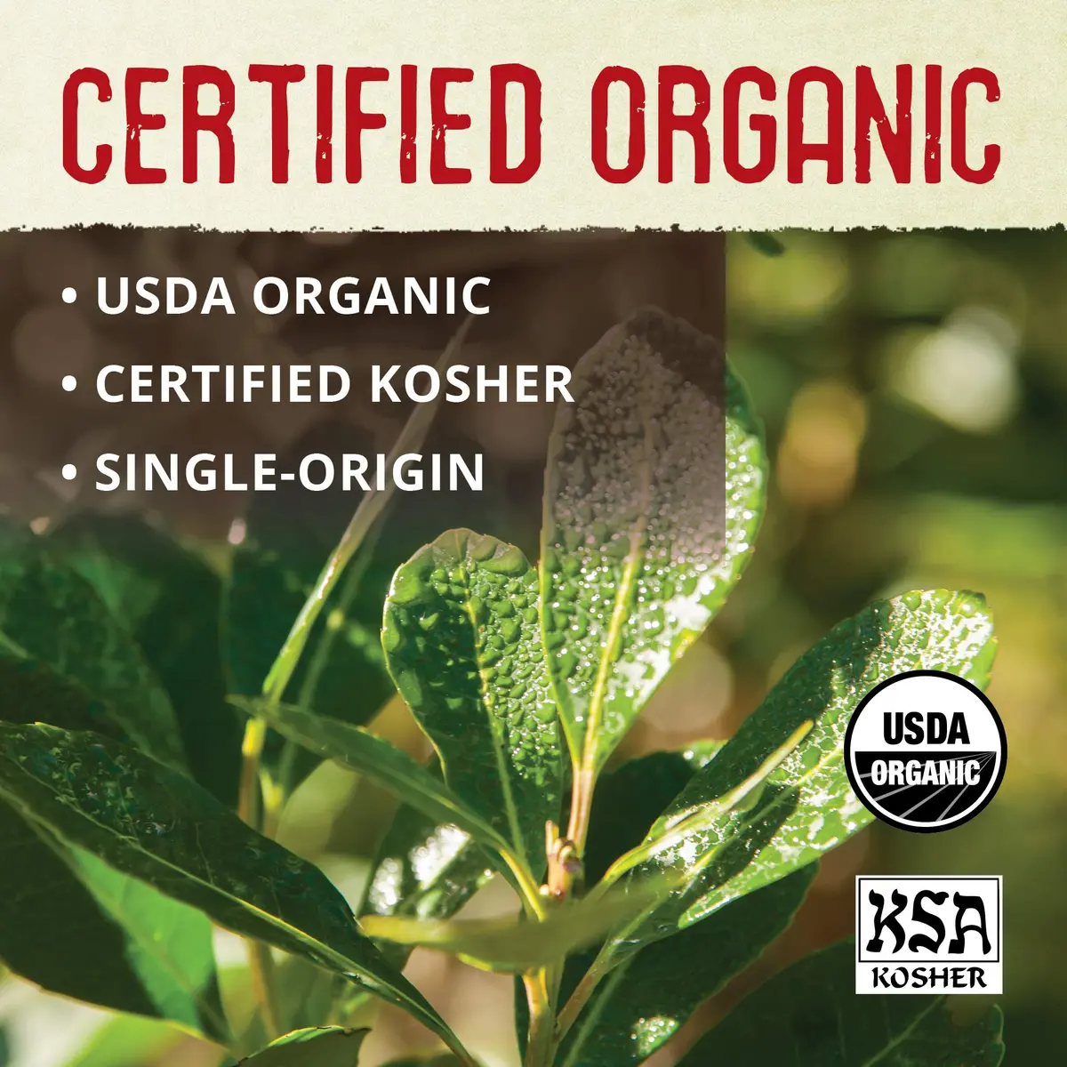ECOTEAS Organic Unsmoked Yerba Mate Tea 24 Bags | Natural Energy & Metabolism Support - view 4