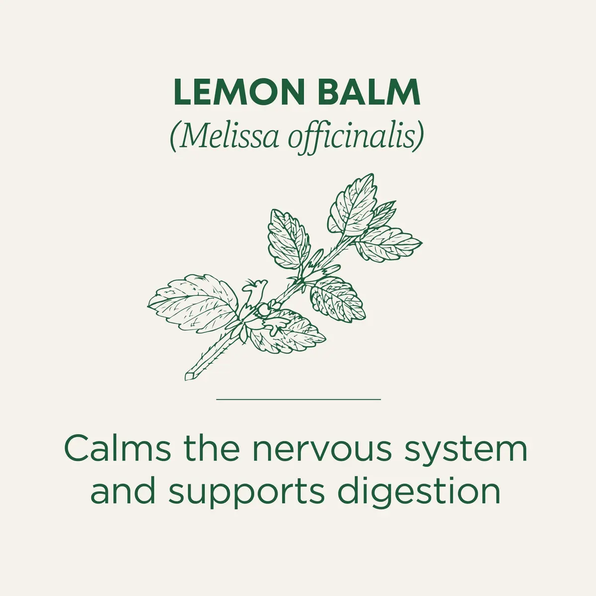 Traditional Medicinals Organic Lemon Balm Tea 16 Count (0.85 oz) | Supports Stress Relief & Digestive Health - view 2