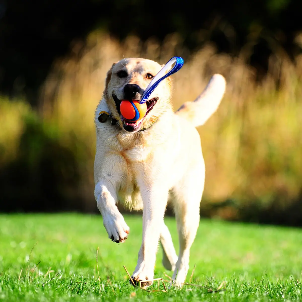 Chuckit! Ultra Tug Dog Toy Medium 2.5" (6.4 cm) | Durable Fetch & Tug Ball for Dogs 20-60lbs - view 2