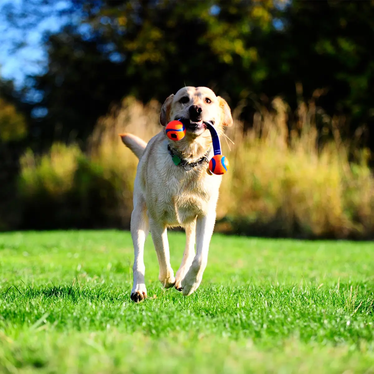 Chuckit! Ultra Duo Tug Toy for Small Dogs (0-20 lbs) | Durable Tug & Fetch Toy for Indoor/Outdoor Play - view 4