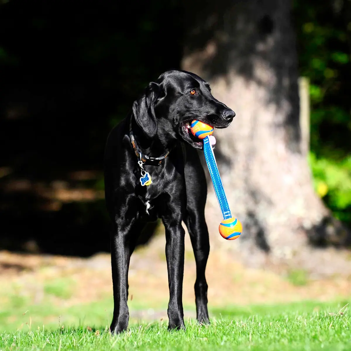 Chuckit! Ultra Duo Tug Toy for Small Dogs (0-20 lbs) | Durable Tug & Fetch Toy for Indoor/Outdoor Play - view 5