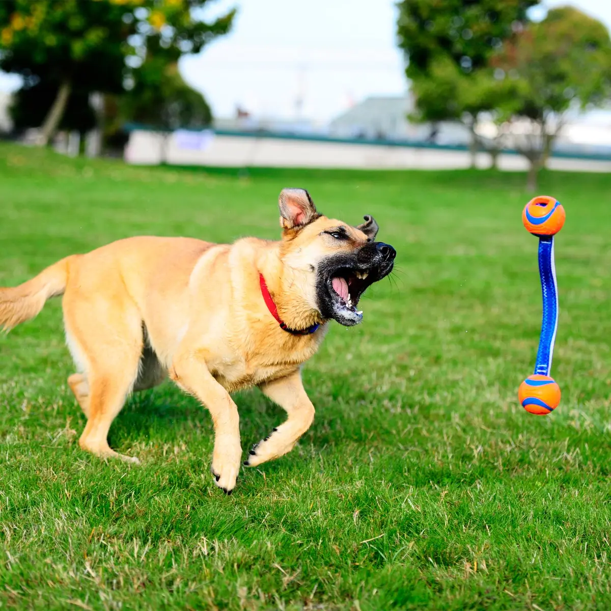 Chuckit! Ultra Duo Tug Toy for Small Dogs (0-20 lbs) | Durable Tug & Fetch Toy for Indoor/Outdoor Play - view 8