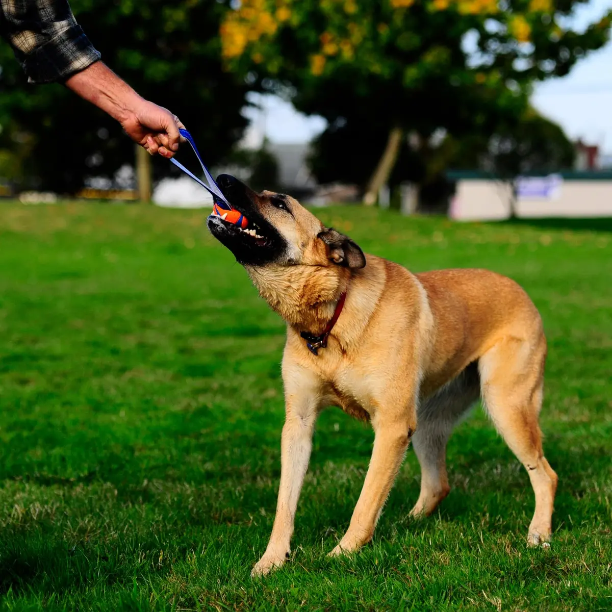 Chuckit! Ultra Tug Dog Toy, Large 3-inch Diameter, 0.1 kg (0.22 lb) | Fetch & Tug Play for Large Breeds - view 2