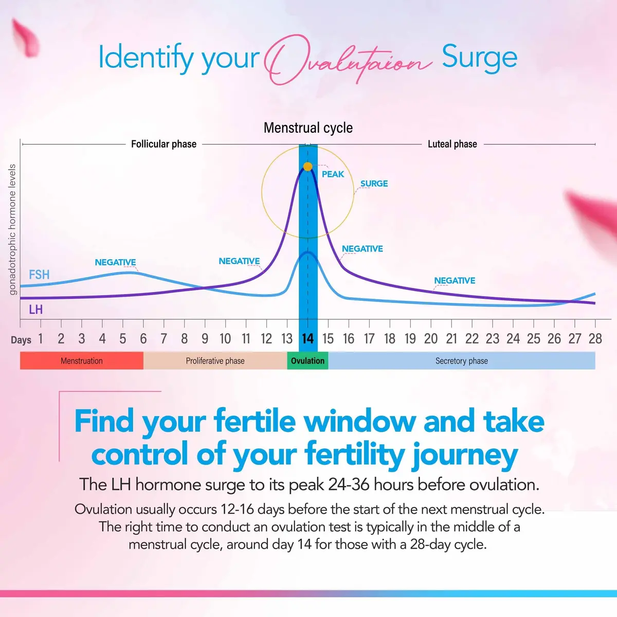 Clinical Guard Ovulation & Pregnancy Test Kit 30 Count | Fast, Accurate Fertility & Early Pregnancy Detection - view 5