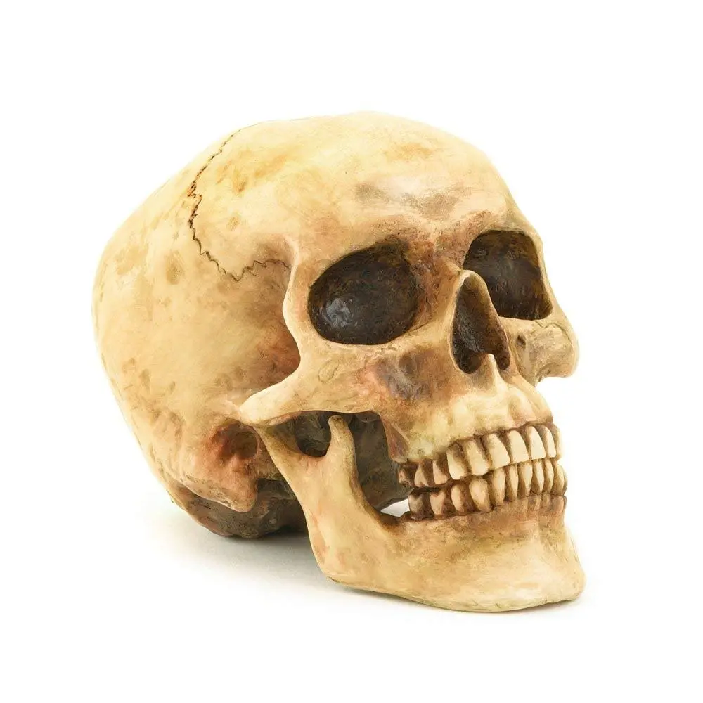 Gifts & Decors Human Skull Replica Home Décor 6.5x4.25x4.6" | Highly Realistic Gothic Accent - main product image